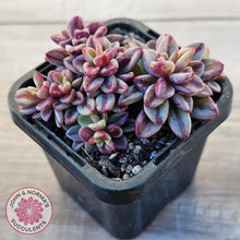 Load image into Gallery viewer, Echeveria 'Rezry' Variegated (red variegation)
