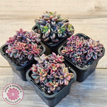 Load image into Gallery viewer, Echeveria 'Rezry' Variegated (red variegation)
