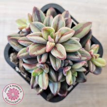 Load image into Gallery viewer, Echeveria 'Rezry' Variegated (red variegation)
