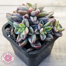 Load image into Gallery viewer, Echeveria 'Rezry' Variegated (red variegation)
