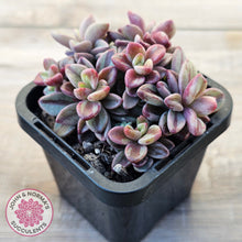 Load image into Gallery viewer, Echeveria 'Rezry' Variegated (red variegation)
