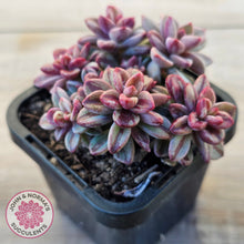 Load image into Gallery viewer, Echeveria 'Rezry' Variegated (red variegation)
