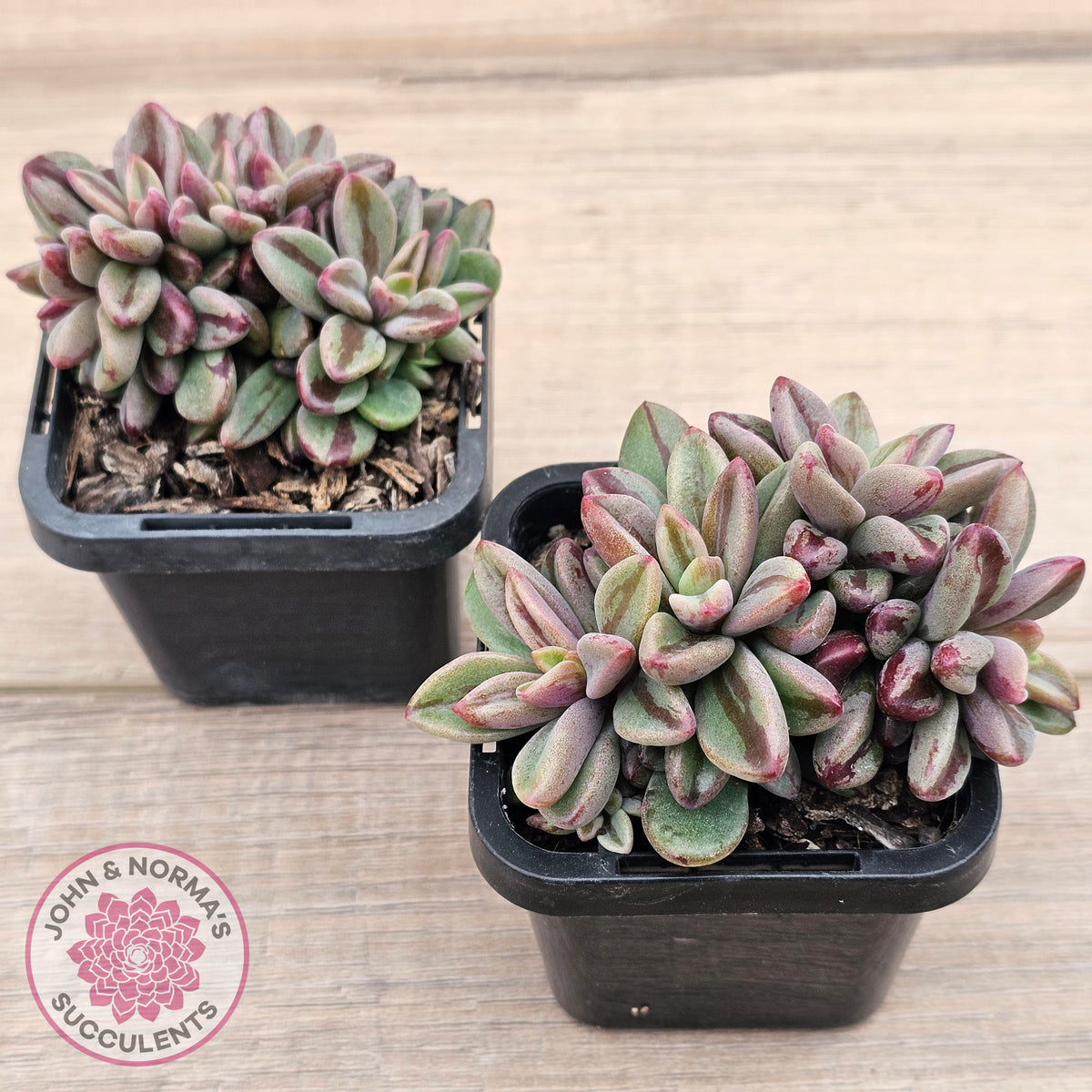 Echeveria 'Rezry' Variegated (red variegation)
