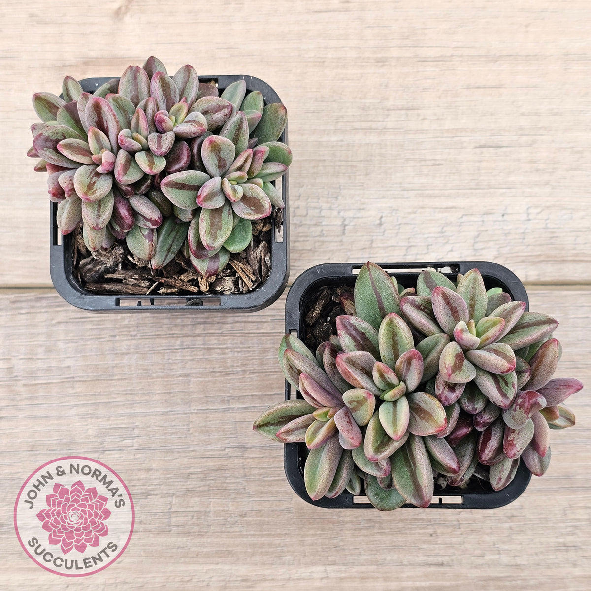 Echeveria 'Rezry' Variegated (red variegation)
