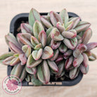 Echeveria 'Rezry' Variegated (red variegation)