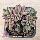 Echeveria 'Rezry' Variegated (red variegation)