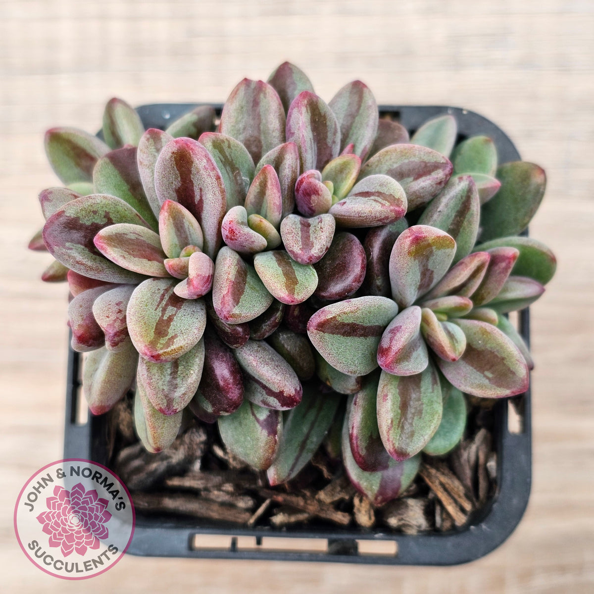 Echeveria 'Rezry' Variegated (red variegation)