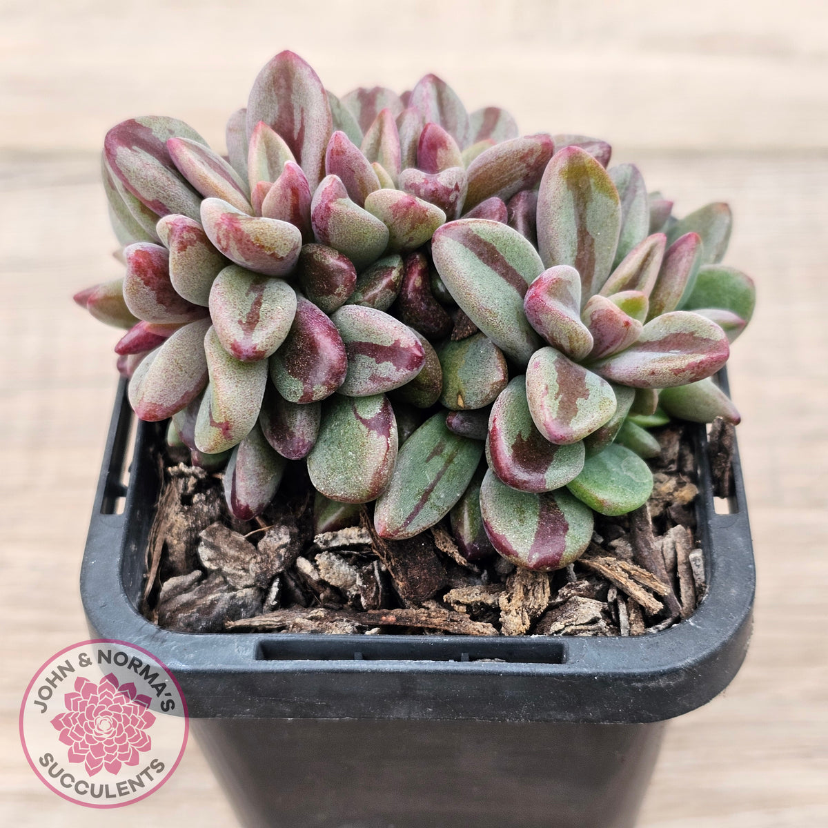 Echeveria 'Rezry' Variegated (red variegation)