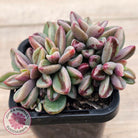 Echeveria 'Rezry' Variegated (red variegation)