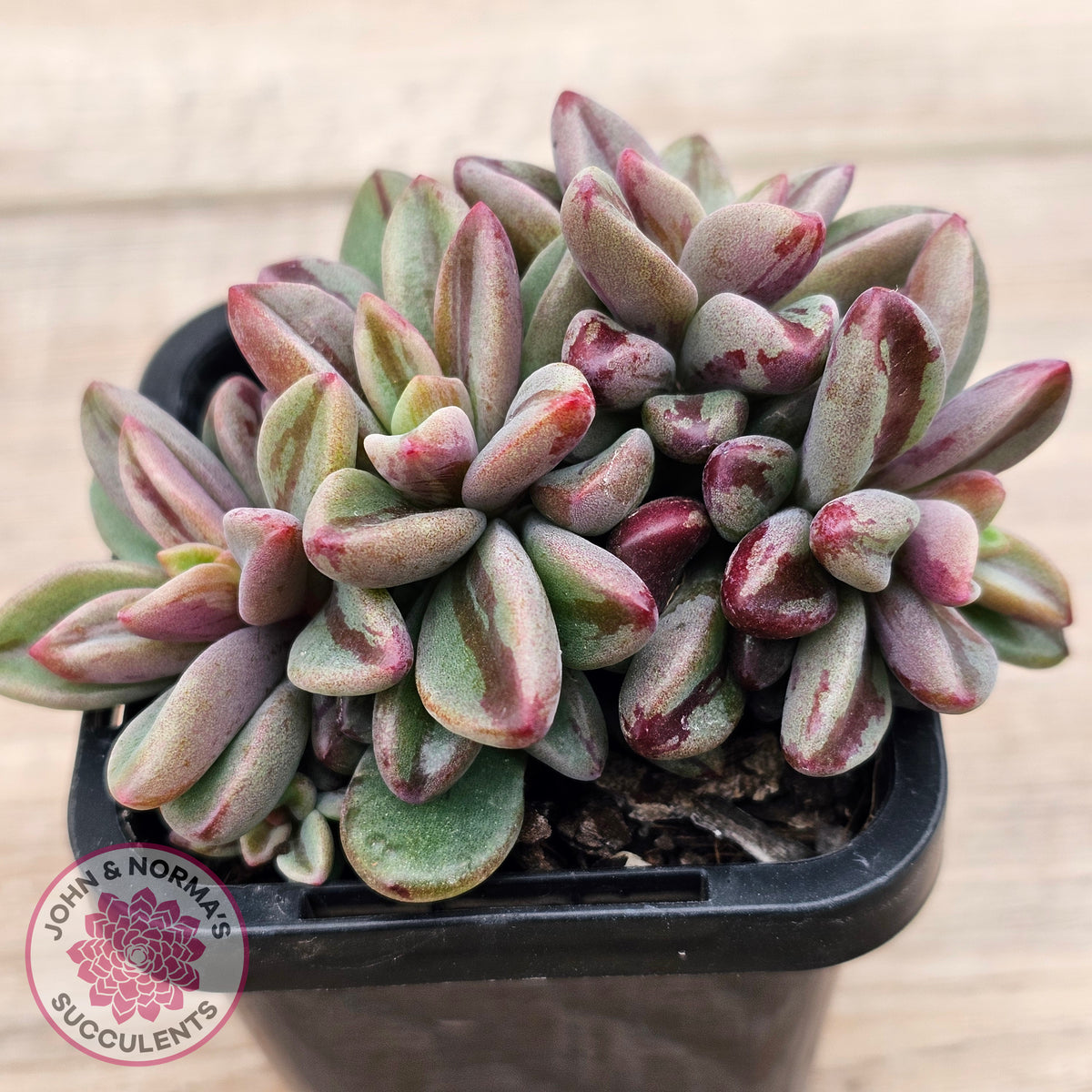 Echeveria 'Rezry' Variegated (red variegation)