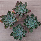 Echeveria 'Riga'