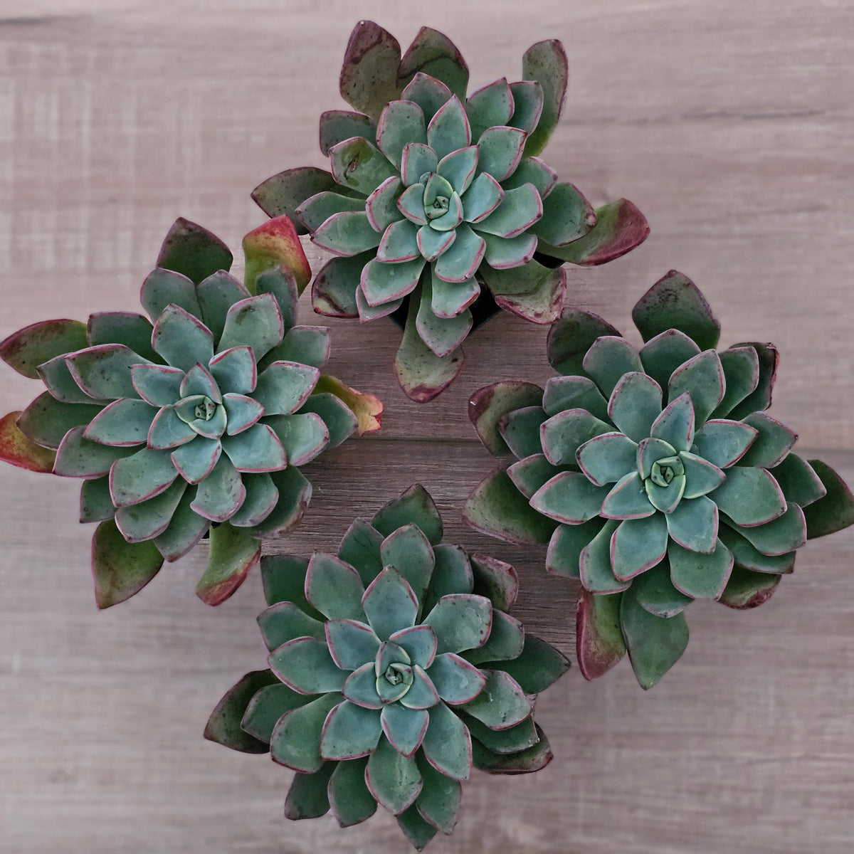 Echeveria 'Riga'