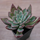 Echeveria 'Riga'
