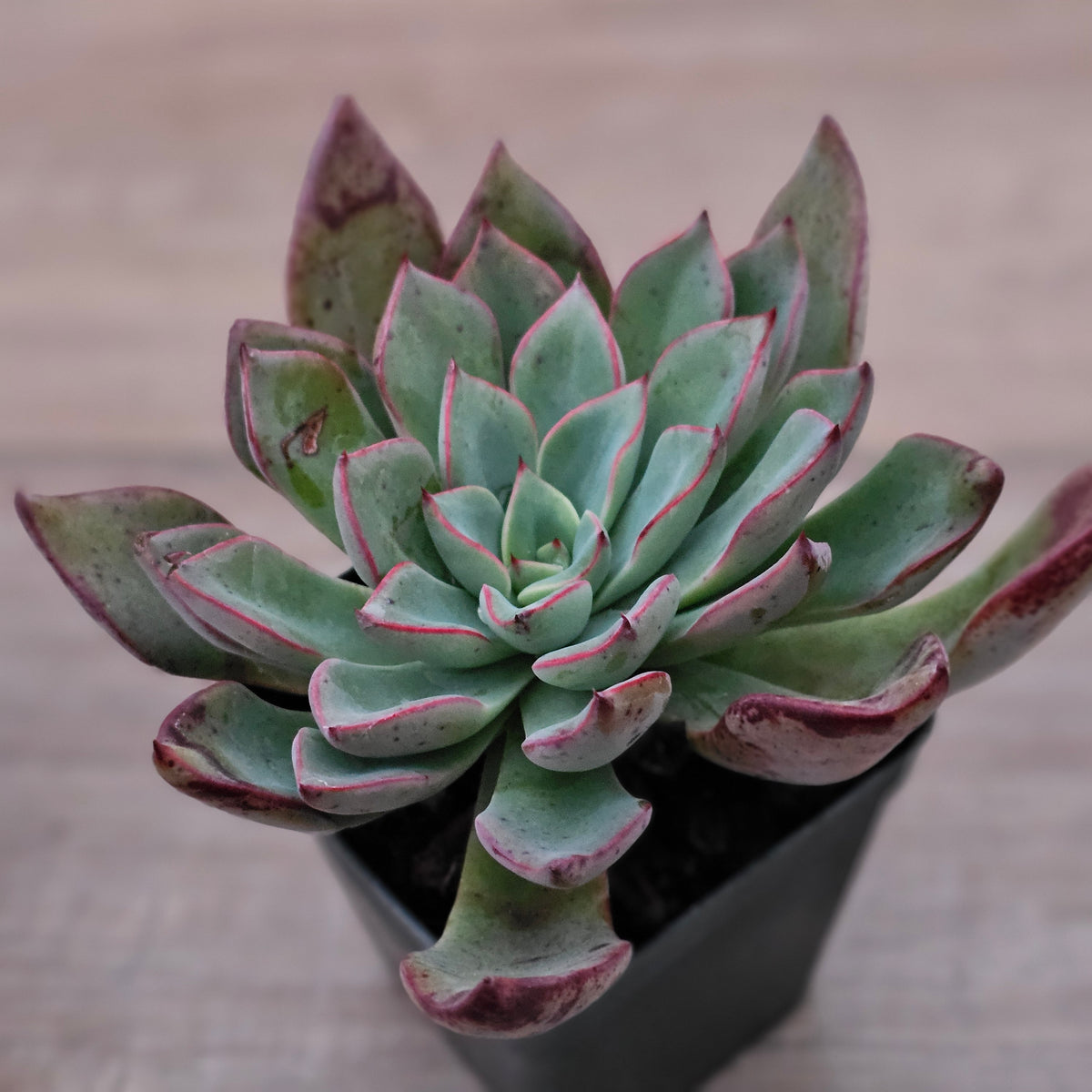 Echeveria 'Riga'