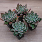 Echeveria 'Riga'