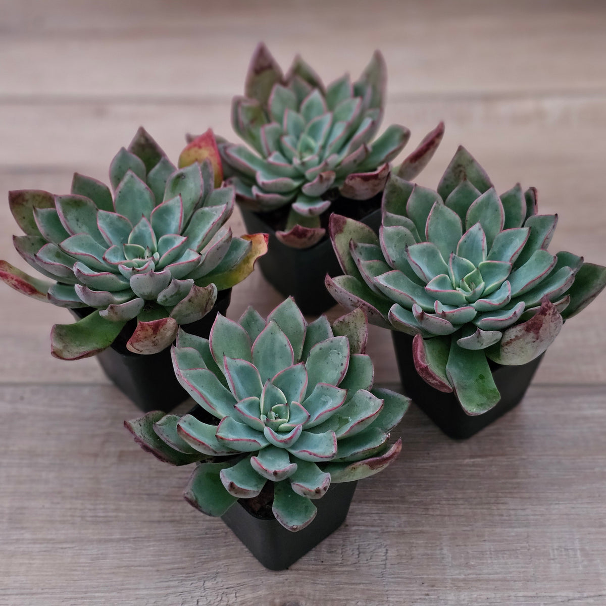Echeveria 'Riga'