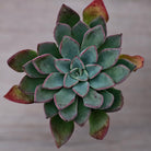 Echeveria 'Riga'