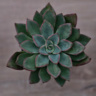 Echeveria 'Riga'