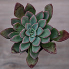 Echeveria 'Riga'
