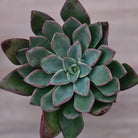 Echeveria 'Riga'