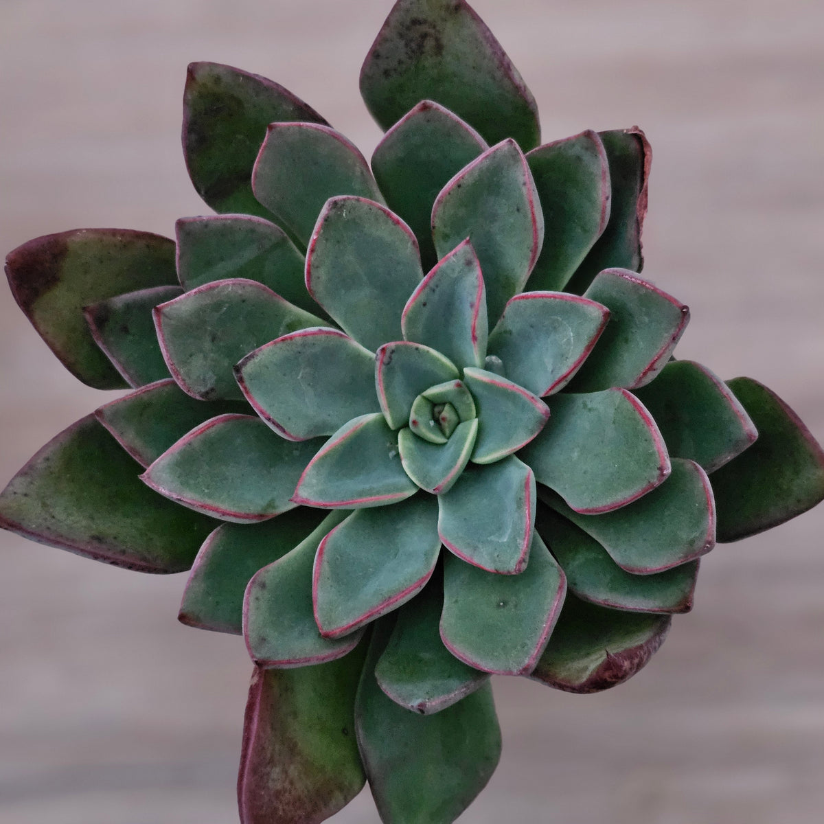 Echeveria 'Riga'
