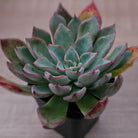 Echeveria 'Riga'