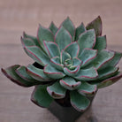 Echeveria 'Riga'