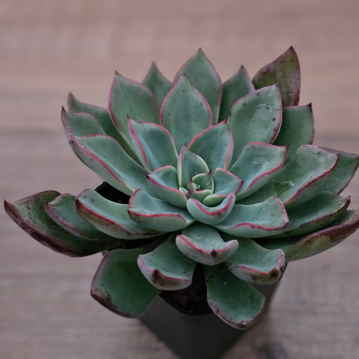 Echeveria 'Riga'