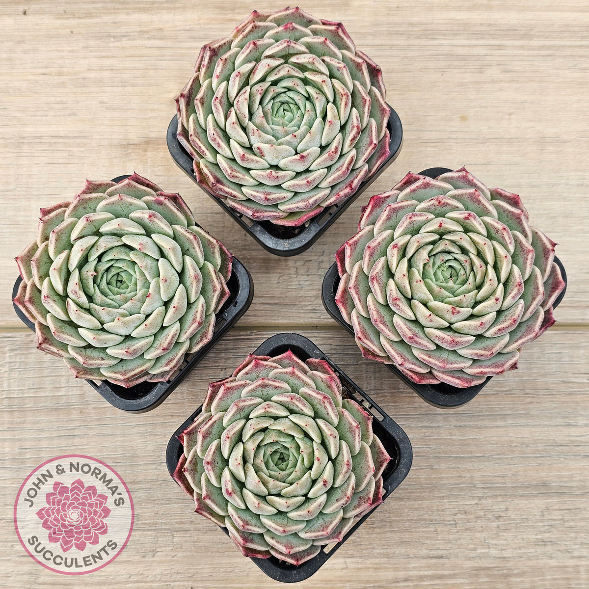 Echeveria 'Rosalia' - Korean Form