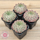 Echeveria 'Rosalia' - Korean Form