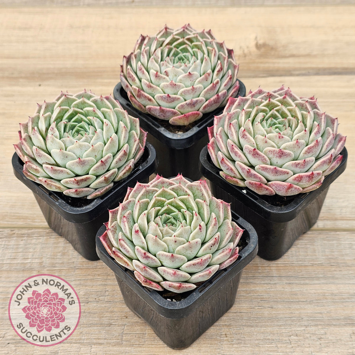 Echeveria 'Rosalia' - Korean Form