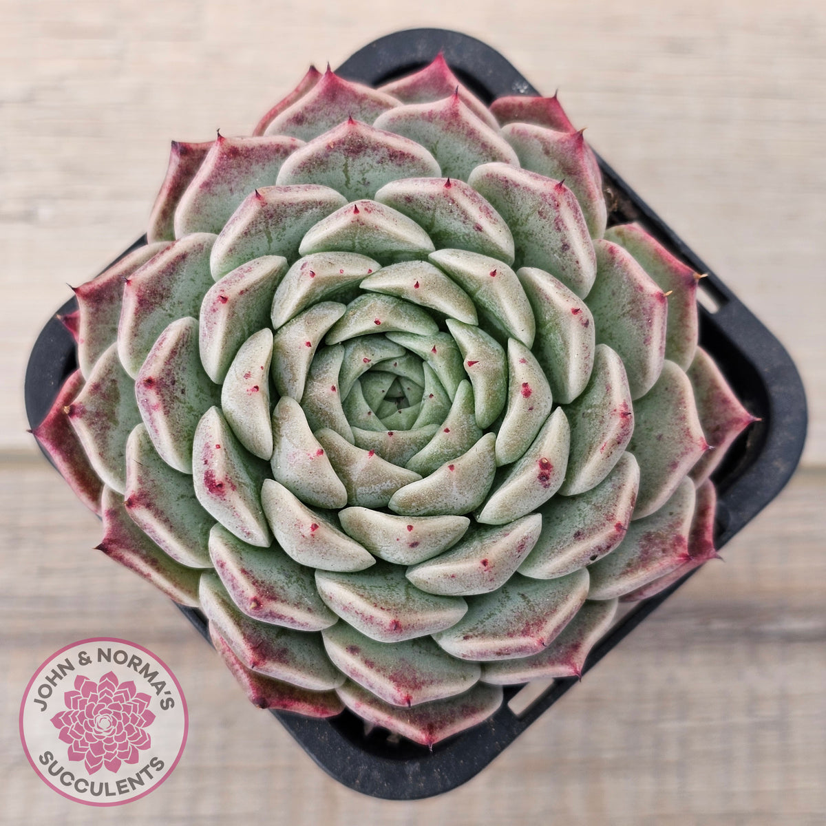 Echeveria 'Rosalia' - Korean Form