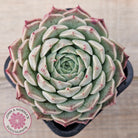 Echeveria 'Rosalia' - Korean Form