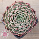 Echeveria 'Rosalia' - Korean Form
