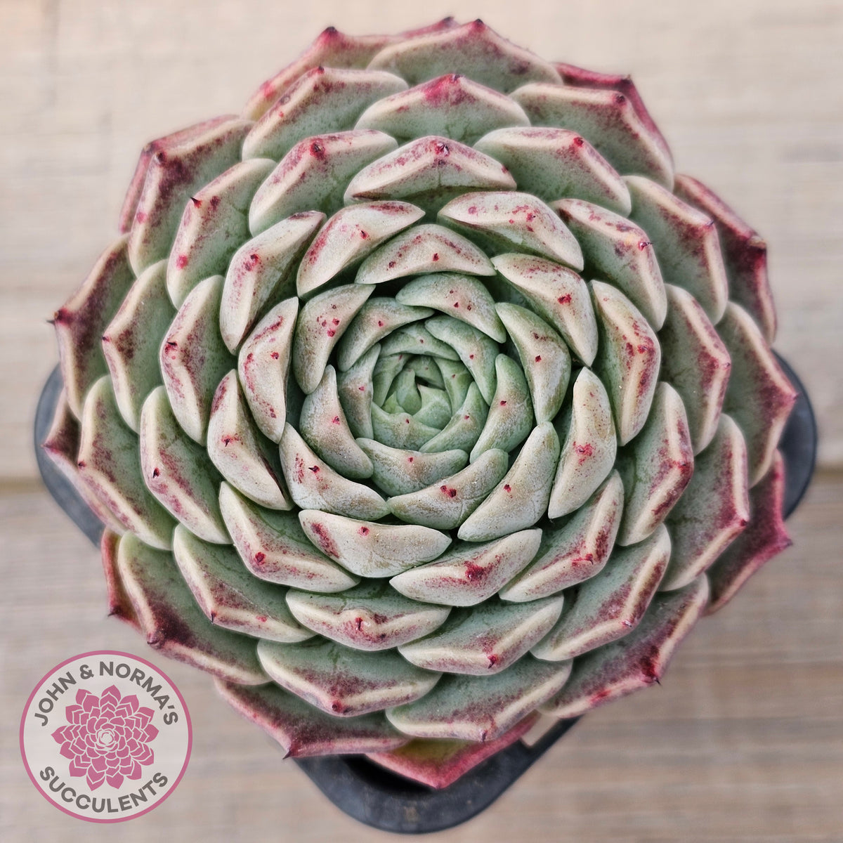 Echeveria 'Rosalia' - Korean Form