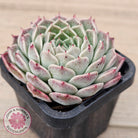 Echeveria 'Rosalia' - Korean Form