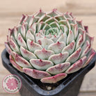 Echeveria 'Rosalia' - Korean Form