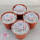 Echeveria 'Rosaria'