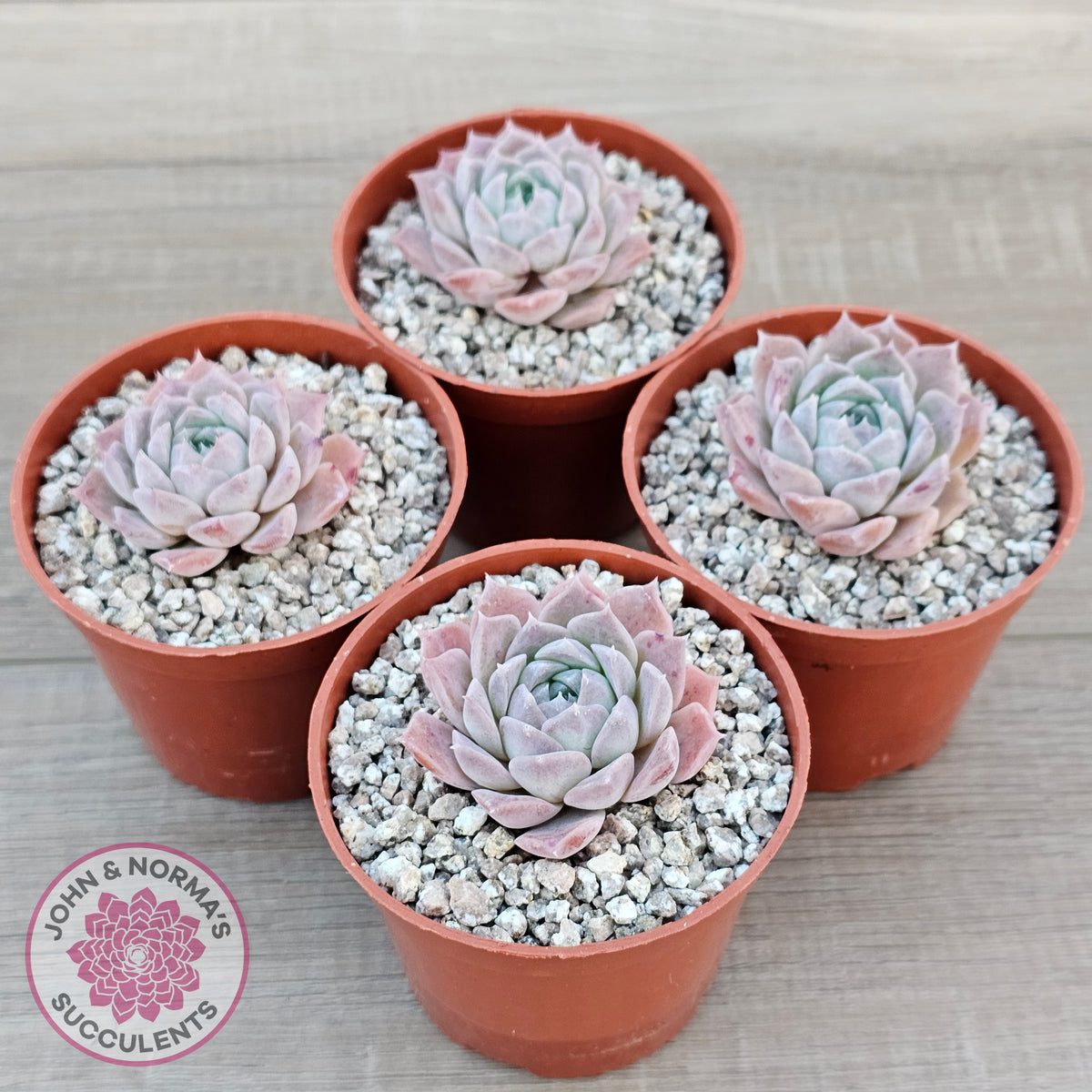 Echeveria 'Rosaria'