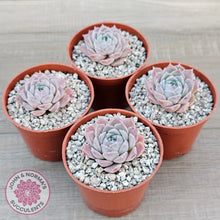 Load image into Gallery viewer, Echeveria &#39;Rosaria&#39;
