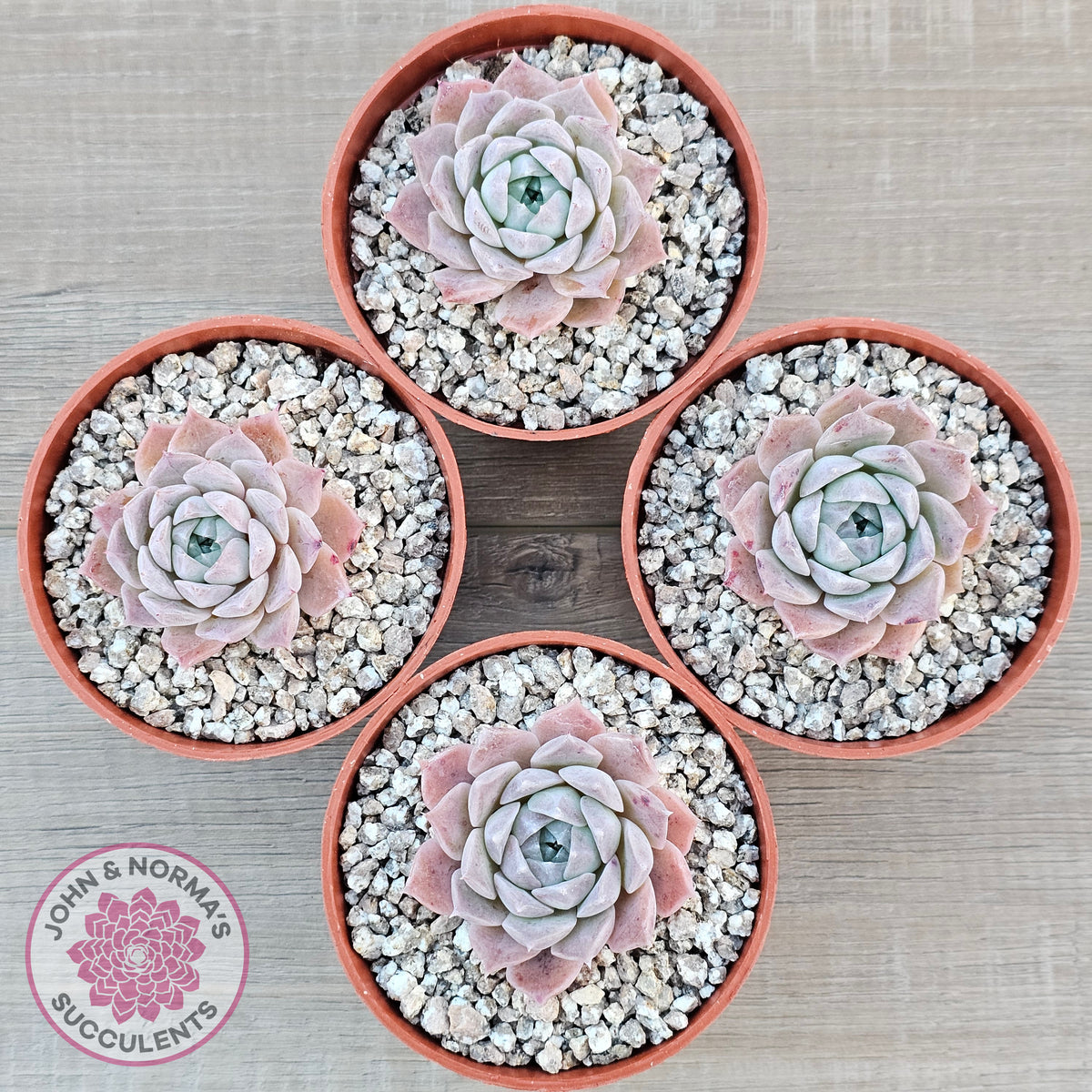 Echeveria 'Rosaria'