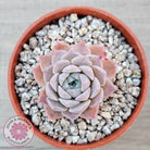 Echeveria 'Rosaria'