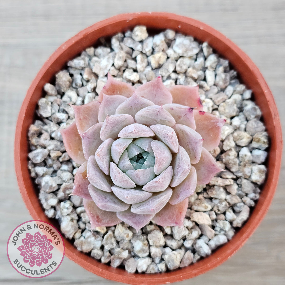 Echeveria 'Rosaria'