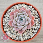 Echeveria 'Rosaria'