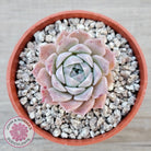 Echeveria 'Rosaria'