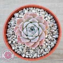 Load image into Gallery viewer, Echeveria &#39;Rosaria&#39;
