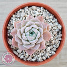 Echeveria 'Rosaria'