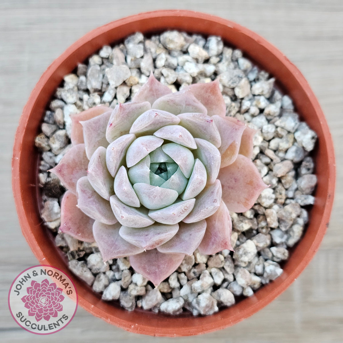 Echeveria 'Rosaria'