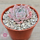 Echeveria 'Rosaria'