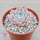 Echeveria 'Rosaria'
